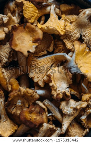 chanterelles mushrooms background
