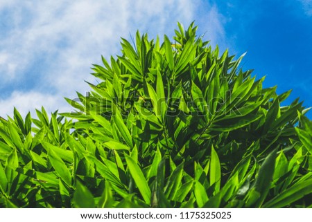 Green bamboo leaves and blue sky on Sunday.