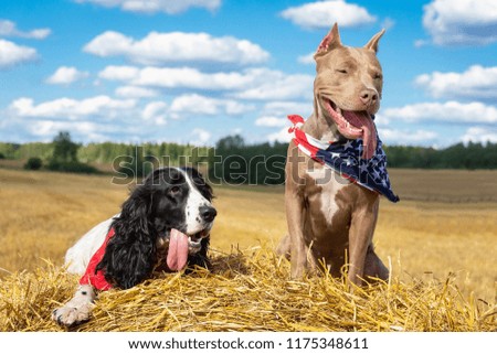 two dogs near a haystack of hay pit bull and a cocker spaniel