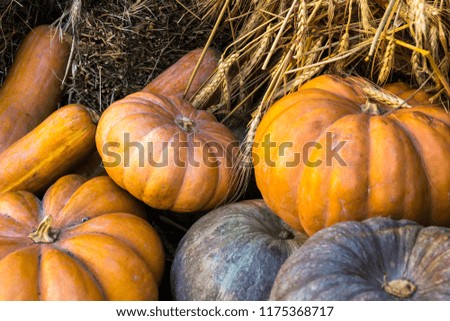 Different varieties of squashes and pumpkins.