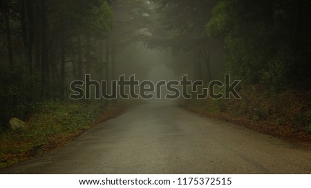 Forest road in a green foggy forest 