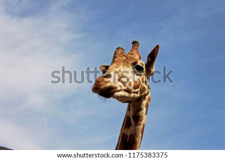 Smiling giraffe in the zoo