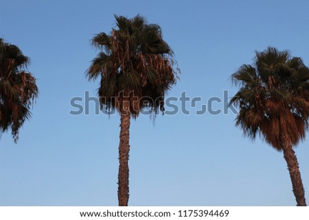 California Palm trees