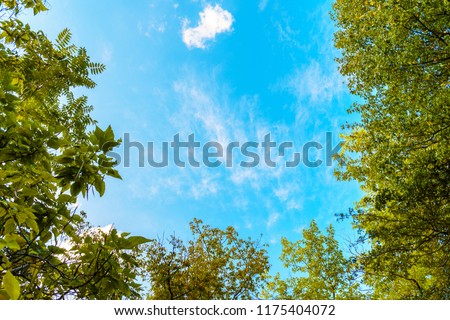 Sky between trees