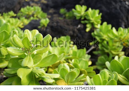 Green plants on black rocks
