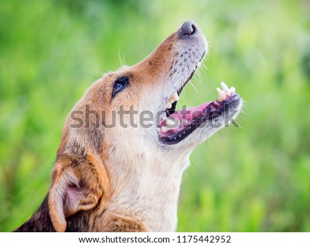 A dog of brown colored up his head and barking. Portrait of a dog close-up
