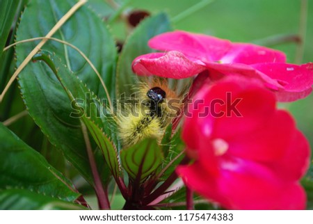 yellow wooly worm caterpillar on bright pink flower