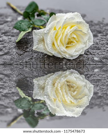 reverence / in  memory- a rose lies on a frozen ground on ice