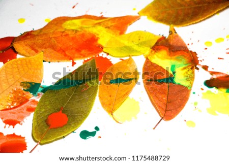 Drops of red, yellow and green paint are sprayed on a white background and the leaves of a tree. A beautiful and colorful abstraction is created.