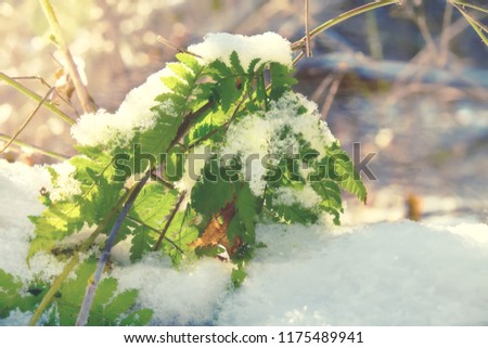 Green leaves in the forest under the snow. The first snowfall, the sun shines brightly.