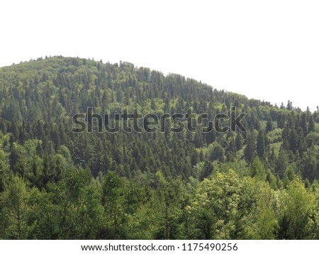 forest in carpathian mountains, poland,