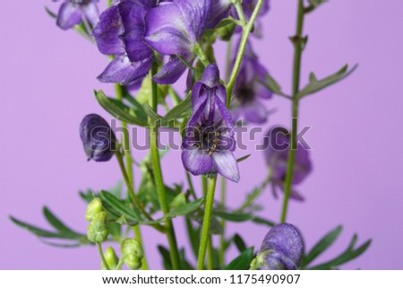 Floral wallpaper of flowers of aconite isolated on a lilac background, macro.