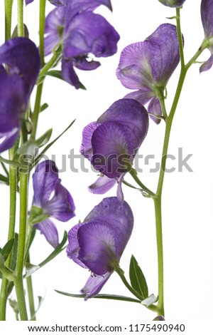 Floral wallpaper from flowers of aconite isolated on white background, close-up.