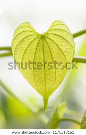 young light green leaves of tropical lianas in a botanical garden Closeup. Blurred background.