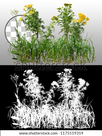 Mix of grass and wild flowers isolated on a transparent background via an alpha channel of great precision. High quality mask without unwanted edge. Very high resolution for professional composition