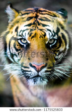 first plane of a wonderful tiger staring directly in camera with a striking fear look sitting in the bush waiting for launch an attack vertical image intentionally with short depth of field