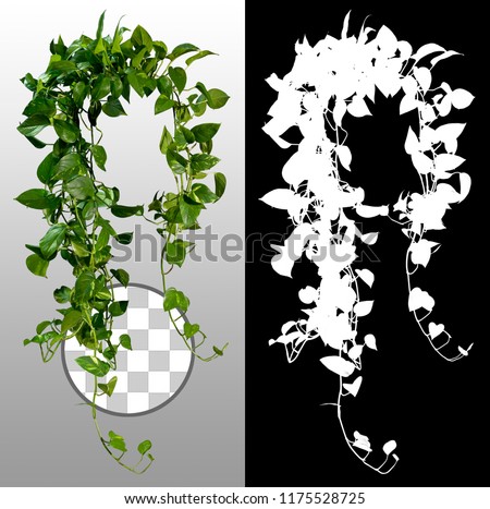 Climbing plant in summer isolated on transparent background via an alpha channel of great precision. Very high quality mask without unwanted edge. High resolution for professional digital composition.