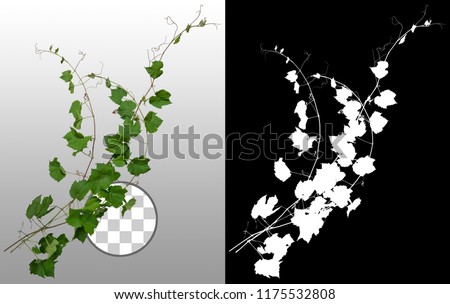 Ivy. Climbing plant in summer isolated on transparent background via an alpha channel of great precision. Very high quality mask without unwanted edge. High resolution for professional composition.

