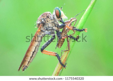 robberfly asilidae eat