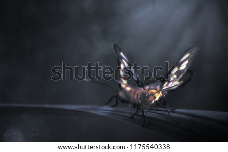 tiger moth beautiful 