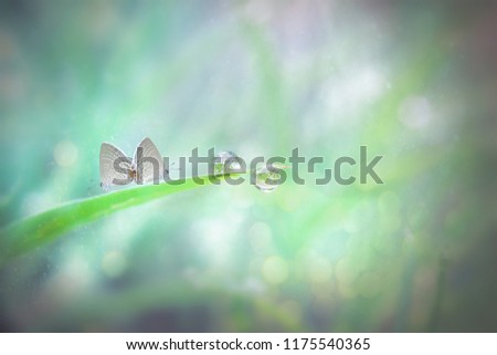 butterfly dew and snails  