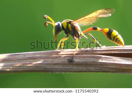 Potter wasp beautiful