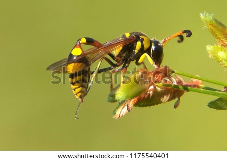 Potter wasp beautiful