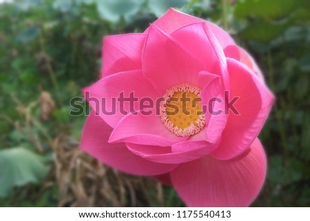 Flower Lotus Pink