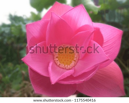 Flower Lotus Pink