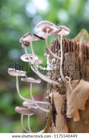 mushroom beautiful all