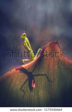  mantis in leaf