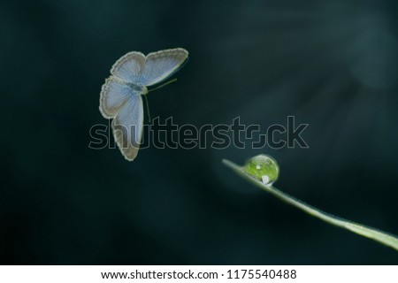 butterfly dew and snails  