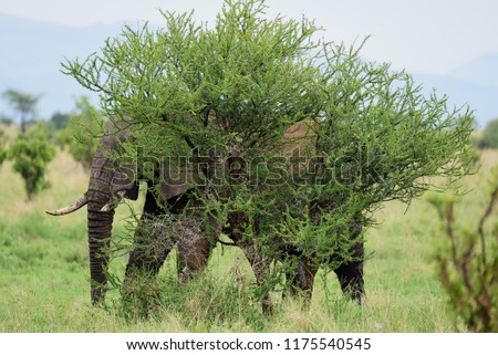 Elephant hiding behind a small tree, Tanzania, Tarangire