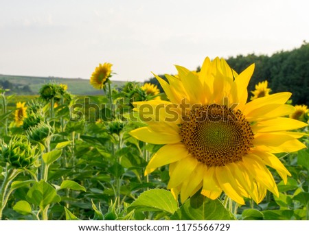 
sunflower with copy space
