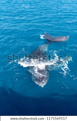 Humpback whale on the surface in Platypus Bay, Hervey Bay Marine Park, Queensland, Australia.