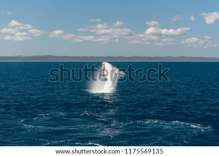 Humpback whale breaching in Platypus Bay, Hervey Bay Marine Park, Queensland, Australia.