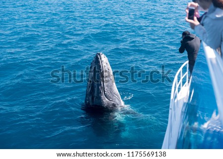 Whale watchers observing a humpback whale spyhopping in Platypus Bay, Hervey Bay Marine Park, Queensland, Australia.