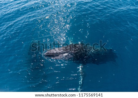 A pair of humpback whales at the surface in Platypus Bay, Hervey Bay Marine Park, Queensland, Australia.