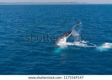 Humpback whale tail slapping in Platypus Bay, Hervey Bay Marine Park, Queensland, Australia.