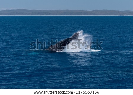 Humpback whale tail slapping in Platypus Bay, Hervey Bay Marine Park, Queensland, Australia.