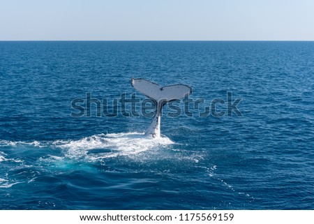 Underside of humpback whale tail flukes in Platypus Bay, Hervey Bay Marine Park, Queensland, Australia.