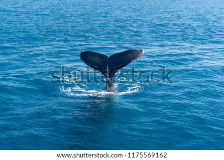 Humpback whale tail flukes in Platypus Bay, Hervey Bay Marine Park, Queensland, Australia.