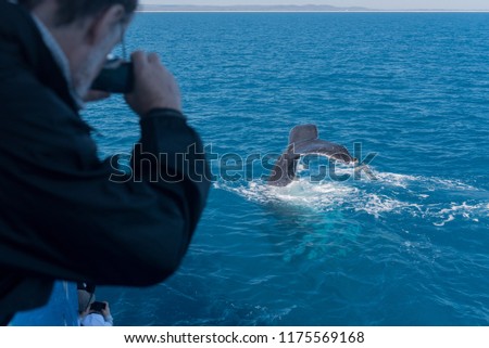 A whale watcher taking a photograph of the tail of a humpback whale in Platypus Bay, Hervey Bay Marine Park, Queensland, Australia.