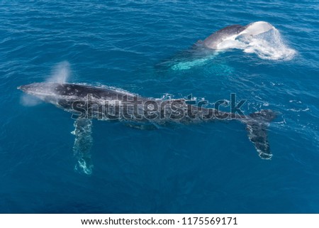 A pair of humpback whales, one at the back tail slapping, the other at the surface blowing. In Platypus Bay, Hervey Bay Marine Park, Queensland, Australia.