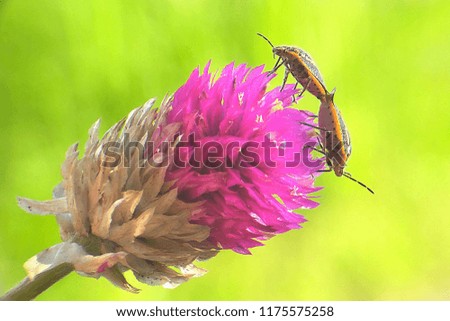 bug and flower