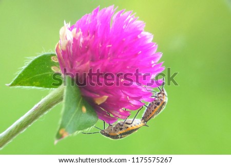 bug and flower