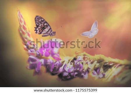 butterfly and flower beautiful