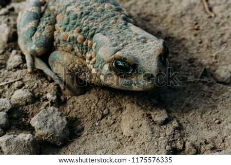 Common toad macro in garden