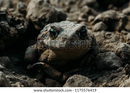 Toad defender of the garden
