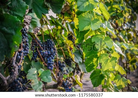 Black grape ripe during season